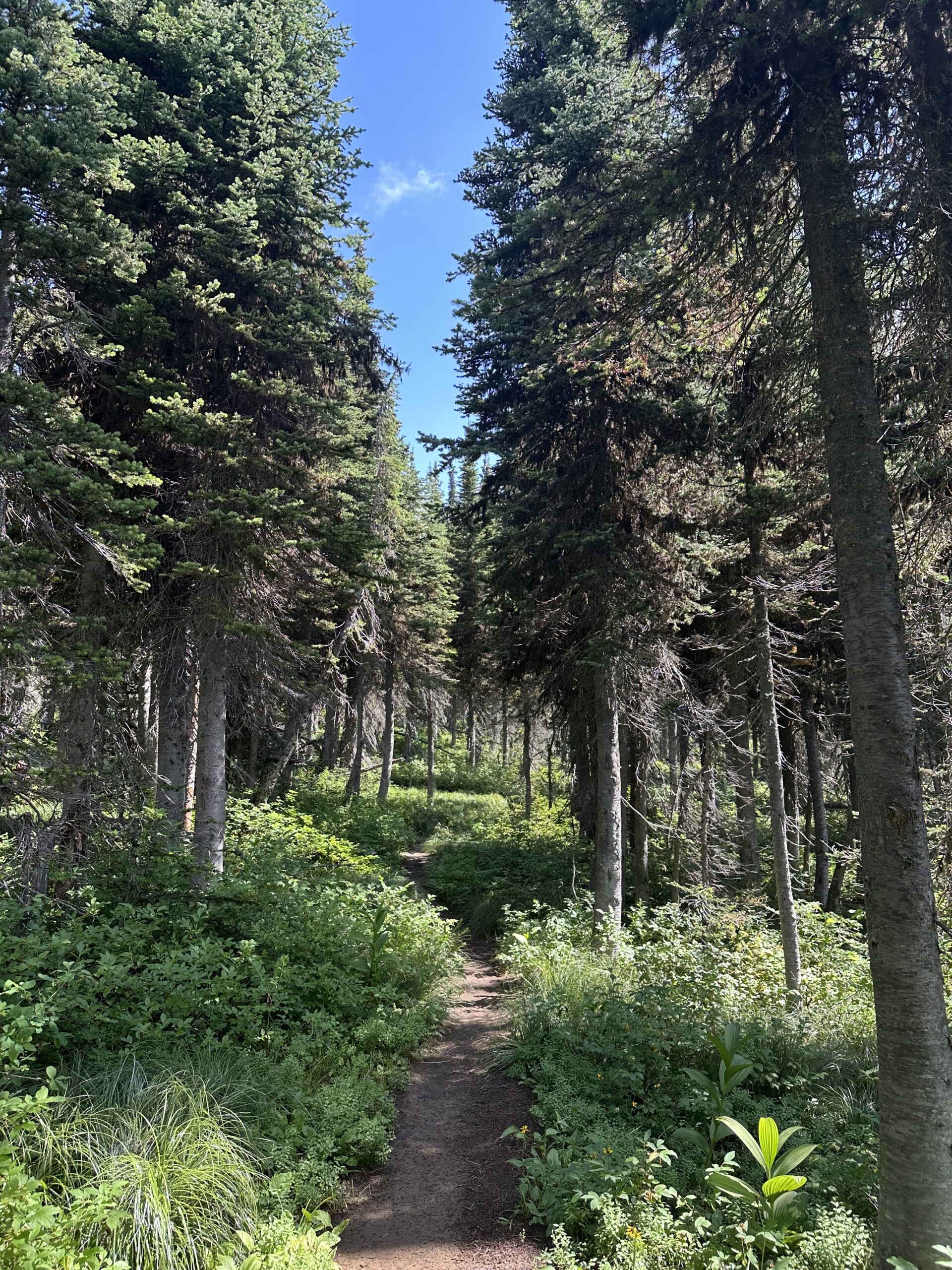Whitefish, Montana trees