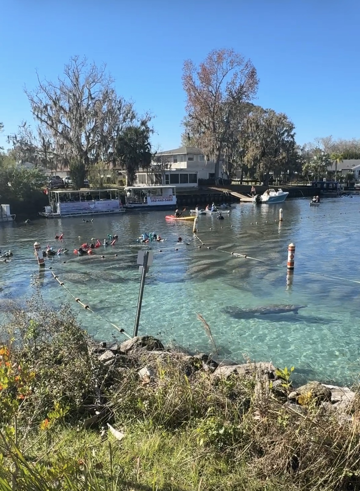 Ultimate Guide to Crystal River, Florida: Swimming with Manatees & Wildlife Adventures